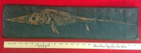 Ichthyosaur, marine reptile