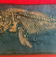 Ichthyosaur, marine reptile