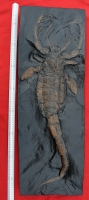 Mixopterus kiaeri, giant eurypterid