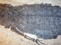 Procaimanoidea, Green River, Alligator/Crocodile Skeleton