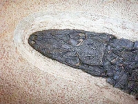 Procaimanoidea, Green River, Alligator/Crocodile Skeleton