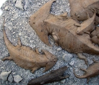 Diplocaulus, amphibian skull