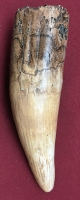 6 Inch Spinosaurus Tooth