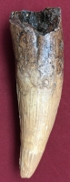 6 Inch Spinosaurus Tooth