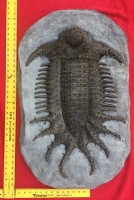 Terataspis  grandis (giant trilobite)