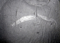 Pikaia gracilens, 2 specimens from the Burgess Shale, replica