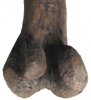 Tyrannosaurus rex (Hank), left femur