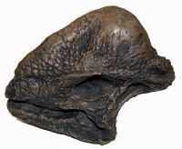 Stegoceras, skull & jaws (Pachycephalosaurus)