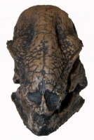 Stegoceras, skull & jaws (Pachycephalosaurus)