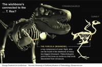 Tyrannosaurus rex furcula, wishbone