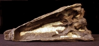 Stegosaurus skull