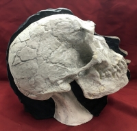 Neanderthal, early human skull 1/2 skull & 1/2 flesh reconstruction