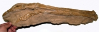 Ornithomimus, dinosaur foot