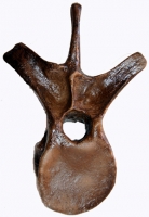 Edmontosaurus, lumbar vertebra