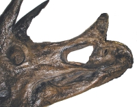 Triceratops, skull with attached jaws RENTAL UNTI ONLY