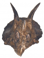 Triceratops, skull with attached jaws RENTAL UNTI ONLY