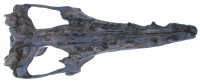 Zygorhiza, Eocene Whale Skull