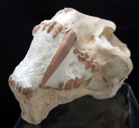 Hoplophoneus, saber tooth cat skull