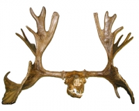 Cervalces scotti, Stag Moose, Skull & Antlers RENTAL