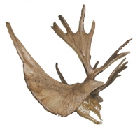 Cervalces scotti, Stag Moose, Skull & Antlers RENTAL