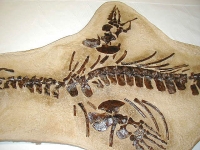 Clidastes a Mosasaur, complete skeleton