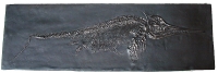 Ichthyosaur, marine reptile skeleton