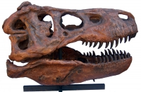 Tyrannosaurus rex (life-size skull model) based on Sue