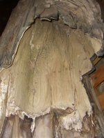 Petrified Fossil Tree Log