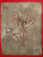 Archaeopteryx London Specimen