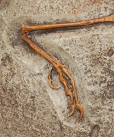 Archaeopteryx London Specimen