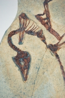 Archaeopteryx lithographicia, Eichstatt Specimen