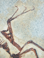 Archaeopteryx lithographicia, Eichstatt Specimen