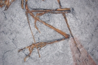 Archaeopteryx lithographicia , the Munich Specimen