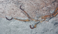 Archaeopteryx lithographicia , the Munich Specimen