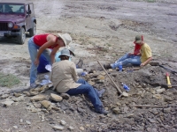 2018 Dinosaur Safari Dig & Keep Real Dinosaur Bones