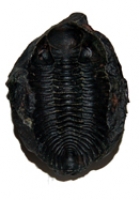 Metacryphaeus limabambae, Trilobite