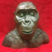 Australopithecus, early human bust