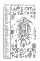 Exotic Trilobites of the World Poste