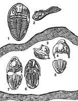 Index Trilobites of North America Poster