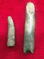 Rebbachiosaurus garasbae, tooth set