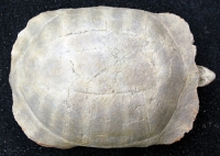 Stylemys nebrascensis (fossil tortoise/turtle)