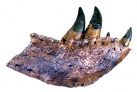 Tyrannosaurus rex Tooth Progression Partial Dentary