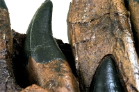 Tyrannosaurus rex Tooth Progression Partial Dentary