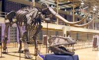 Stegodon huanghoensis, skeleton replica rental