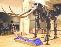 Stegodon huanghoensis, skeleton replica rental