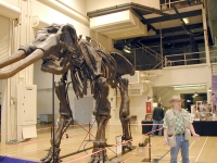 Stegodon huanghoensis, skeleton replica rental