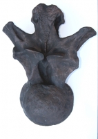 Camarasaurus vertebra