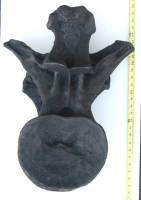 Camarasaurus vertebra