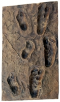 Laetoli, Australopithecus afarensis (early human footprints/tracks)