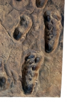 Laetoli, Australopithecus afarensis (early human footprints/tracks)